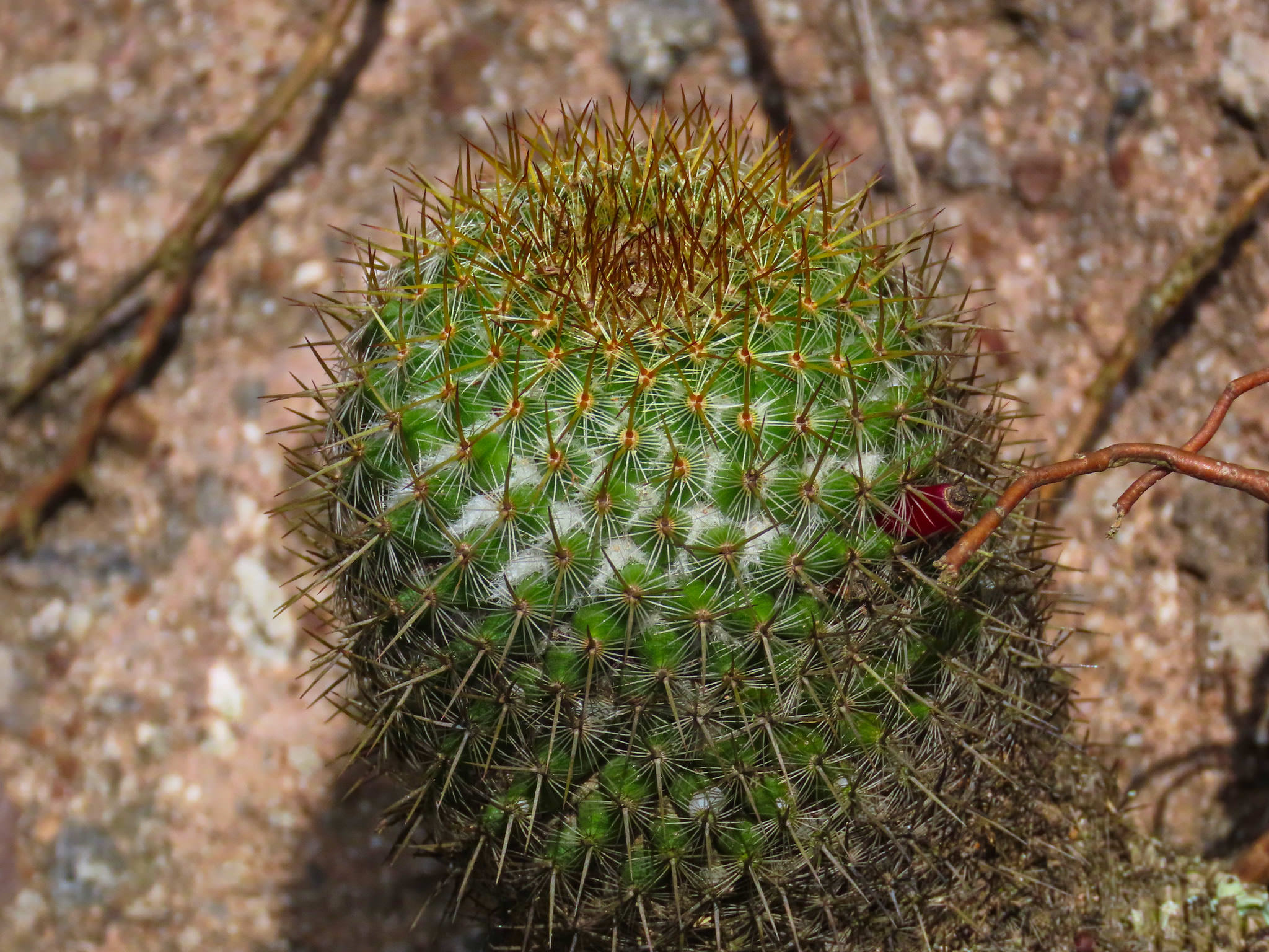 Mammillaria columbiana subsp. Yucatanensis